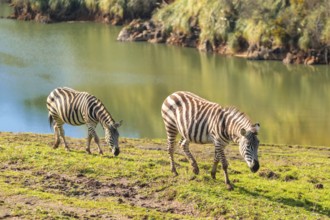 Two zebras are grazing on a grassy hillside by a river. The scene is peaceful and serene, with the
