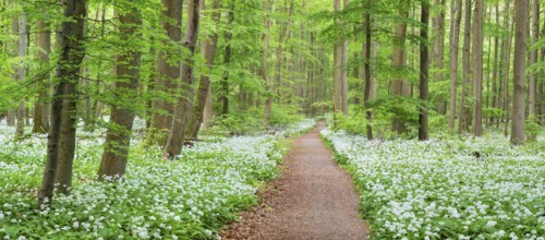 Panorama, hiking trail through the ramson (Allium ursinum) in the beech forest, Hainich National