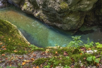 Clear turquoise water flows through the narrow tolmin gorges canyon, surrounded by moss covered