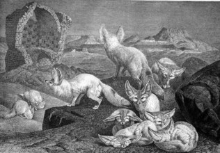 Desert foxes in the night, Fennek, Vulpes zerda, Historical, digitally restored reproduction from a