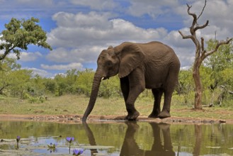 African elephant (Loxodonta africana), bull, male, at the water, drinking, Kruger National Park,