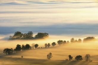 Scenics view at tree sticking up from in the morning mist in a rural landscape at sunrise with sun