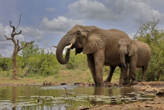African elephant (Loxodonta africana), adult, bull, male, young, bull with young, at the water,