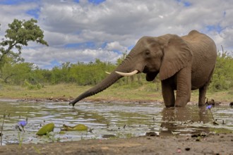 African elephant (Loxodonta africana), bull, male, at the water, drinking, Kruger National Park,