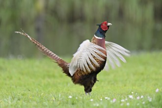 Pheasant (Phasianus colchicus), male, mating, flapping wings, fluttering, Texel, North Holland,