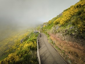 Madeira tourism, hiking walk path in blooming Cytisus shrubs, Portugal and mountains in clouds.