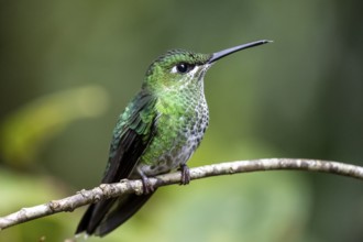 Green-crowned brilliant (Heliodoxa jacula), adult female sitting on a branch, Monteverde Cloud