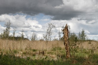 A moorland landscape with a dead tree and dramatic sky with clouds, view into the moor at the river