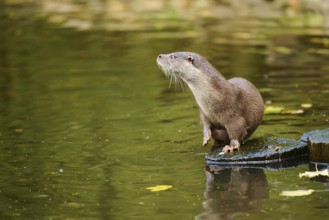 Eurasian otter (Lutra lutra) on a tree trunk in the water of a little lake, Bavaria, Germany,
