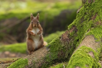 Red squirrel (Sciurus vulgaris) adult animal on a pine tree trunk in a forest, Yorkshire, England,