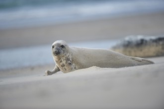 Close-up of harbor or harbour seal (Phoca vituliana vitulina) in spring (april) on Helgoland a