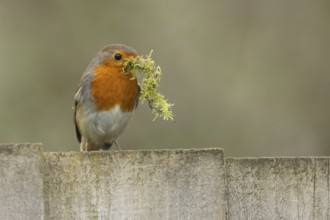European robin (Erithacus rubecula) adult bird with nesting material in its beak on a garden wooden