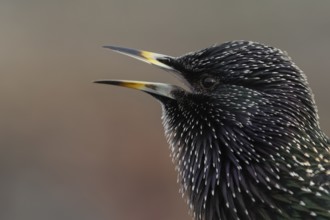 Common starling (Sturnus vulgaris) adult bird singing, Dorset, England, United Kingdom, Europe