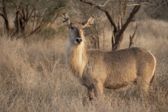 Ellipsen waterbuck (Kobus ellipsiprymnus), adult female in dry grass, Kruger National Park, South