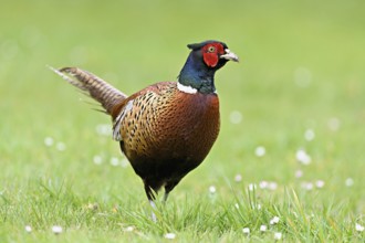 Pheasant (Phasianus colchicus), male standing in meadow, Texel, North Holland, Netherlands