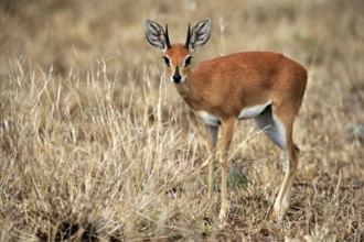 Steenbok (Raphicerus campestris), adult, male, foraging, vigilant, dwarf antelope, Kruger National