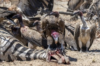 Nubian vulture (Torgos tracheliotos) and white-backed vulture (Gyps africanus) feeding on the