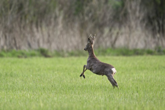 Roebuck (Capreolus capreolus), jumping, on the run, Lake Neusiedl National Park, Seewinkel