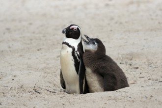 African penguin (Spheniscus demersus), adult with young, at the nest, begging for food, Boulders