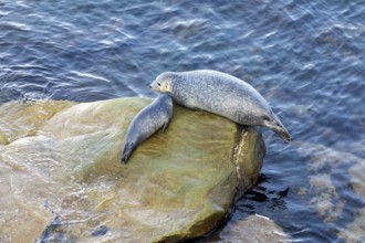 Harbor seal, phoca vitulina vitulina. Female seal and baby resting on a rock by the sea. Forillon