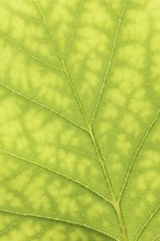 Tulip tree (Liriodendron tulipifera), leaf detail, North Rhine-Westphalia, Germany, Europe