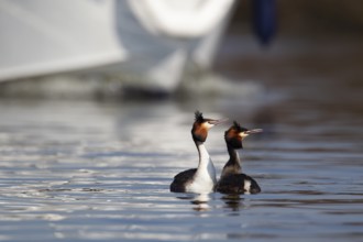 Great crested grebe (Podiceps cristatus) two adult birds performing their courtship display on a