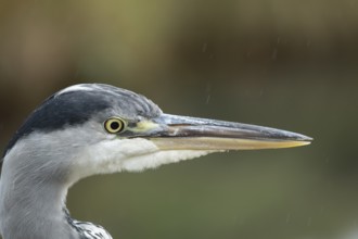 Grey heron (Ardea cinerea) adult bird head portrait, England, United Kingdom, Europe