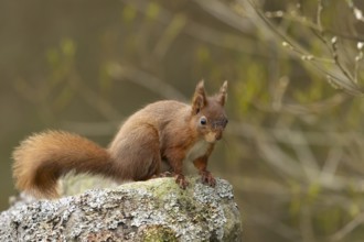 Red squirrel (Sciurus vulgaris) adult animal on a dry stone wall, Yorkshire, England, United