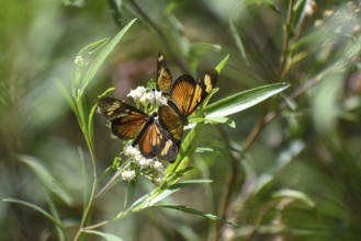 Butterflies of the species Actinote pellenea on wildflower Austroeupatorium inulifolium, in Spanish