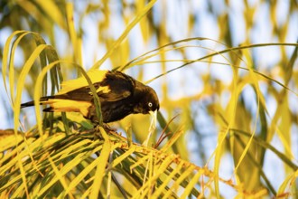 Yellow-rumped cacique (Cacicus cela) Pantanal Brazil