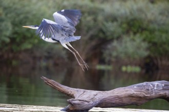 Cocoi Heron (Ardea cocoi) Pantanal Brazil