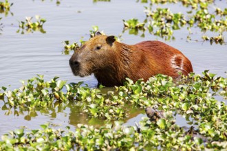 Capybara (Hydrochaeris hydrochaeris) Pantanal Brazil