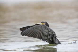Cormorant (Phalacrocorax carbo) Germany