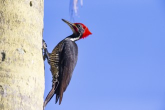 Lineated woodpecker (Dryocopus lineatus) Pantanal Brazil