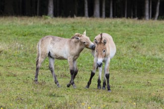 Przewalski's horse (Equus przewalski) capive Germany