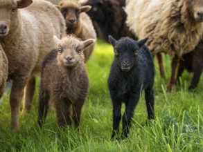 Two lambs, brown and black, flock of sheep, Ouessant sheep (Breton dwarf sheep), grazing. Germany