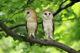 Barn owl (Tyto alba), adult, pair, vigilant, on tree, in summer, Šumava, Czech Republic, Europe