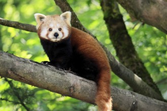 Western Red panda (Ailurus fulgens), adult, on tree, Himalayas, Central Asia