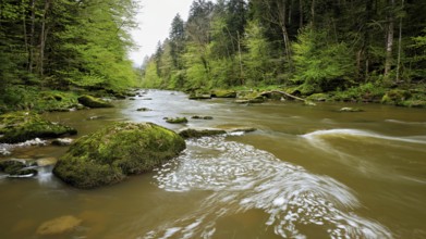 European beech trees shedding leaves, in the foreground moss-covered stones on the river Sihl,
