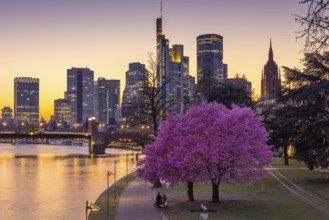The trees on the banks of the Main in Frankfurt are in full bloom in spring in front of the bank