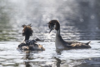 Great Crested Grebe (Podiceps Scalloped ribbonfish) with juveniles, Emsland, Lower Saxony, Germany,