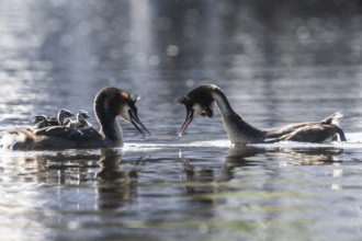 Great Crested Grebe (Podiceps Scalloped ribbonfish) with juveniles, Emsland, Lower Saxony, Germany,