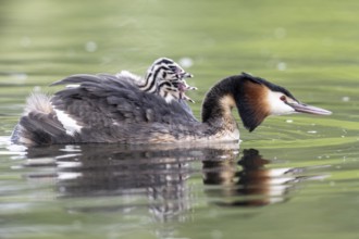 Great Crested Grebe (Podiceps Scalloped ribbonfish) with juveniles, Emsland, Lower Saxony, Germany,