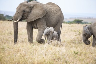 African elephant (Loxodonta africana) Masai Mara Kenya