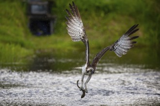 Western osprey (Pandion haliaetus) fishing, Finland, Europe