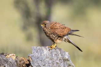 Common Kestrel (Falco tinnunculus) male, Castile-La Mancha, Spain, Europe