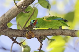 Double-eyed Fig Parrot (Cyclopsitta diophthalma macleayana) male perched on a branch, eating on