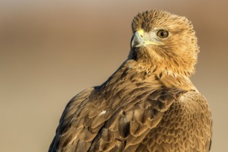 Bonelli's Eagle (Aquila fasciata) juvenile, Castile-La Mancha, Spain, Europe