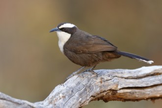 Hall's Babbler (Pomatostomus halli), Queensland, Australia, Oceania