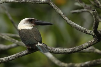 Great-billed Kingfisher (Pelargopsis melanorhyncha) perched on a branch, North Sulawesi, Indonesia,